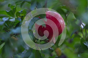 red pomegranate fruit hanging on a tree in green foliage