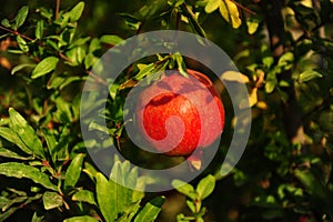 Red pomegranate grows on a tree in a grove