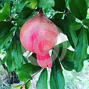 Red pomegranate on summer foliage