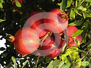 A red pomegranate on the tree