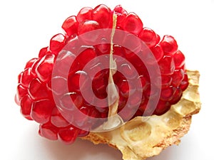 Red pomegranate on white background