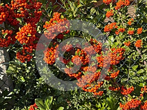Red pomes of Pyracantha in the autumn sunlight.