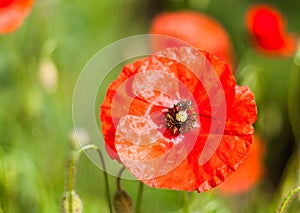 Red ponceau flowers in the green field. Nature flowers image concept in the field. Red flowers with green grass.