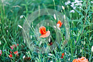 Red ponceau flowers in the green field. Nature flowers image concept in the field. Red flowers with green grass.