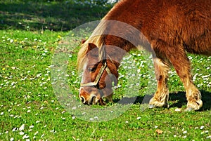 Red Poney. photo