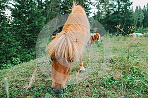 Red pony eats grass and flowers in a pasture in Austria.Pony farm. Austria. Pony grazing in the paddock close-up.Little