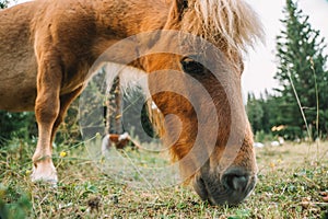 Red pony eats grass and flowers in a pasture in Austria.Pony farm in Lungau, Austria. Pony grazing in the paddock close