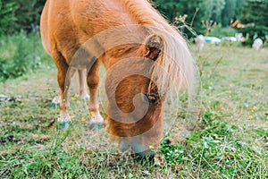 Red pony eats grass in a pasture in Austria.Pony farm in Lungau, Austria. Pony grazing in the paddock close-up.Little