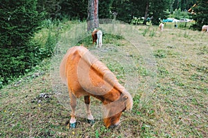 Red pony eats grass in a pasture.Pony farm in Lungau, Austria. Pony grazing in the paddock close-up.Little cute red