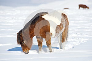 Poni es un de pie en la nieve 