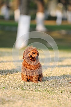 Red poodle dog