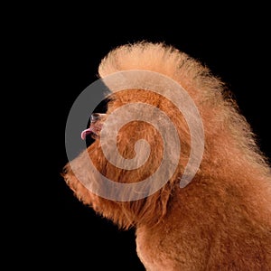 Red poodle licking