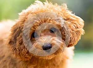 A red poodle puppy