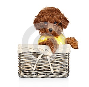 Red poodle puppy sits in a wicker basket photo