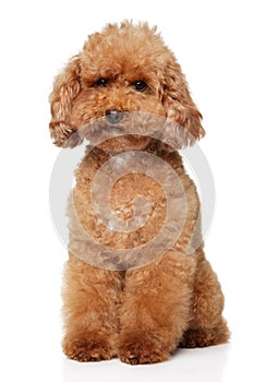 Red Poodle puppy on a white background