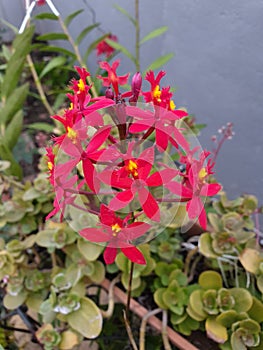 Red Poormans Orchid