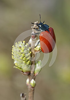 Red Poplar Leaf Beetle