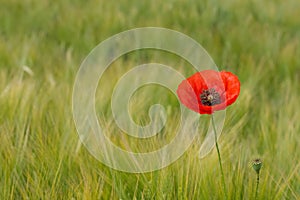 RED POPPIE ON CORNFIELD