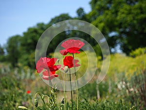 Red poppie flowers in the rural area