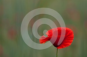 Red poppie photo