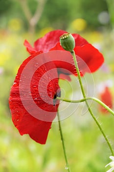 Red poppies