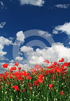 Red poppies