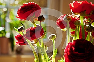 Red poppies