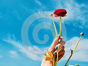 Red poppies