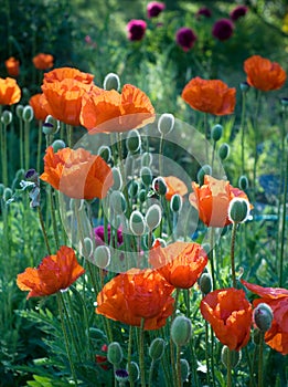 Red poppies