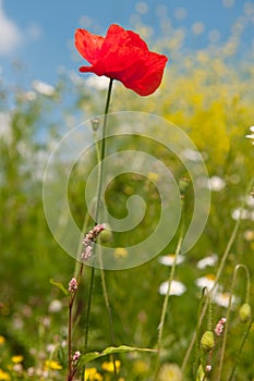 Red poppies