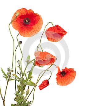 Red poppies photo