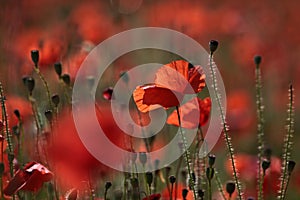 Red poppies