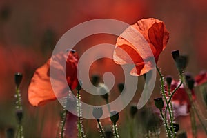 Red poppies