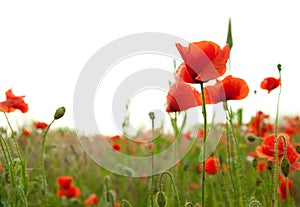 Red poppies