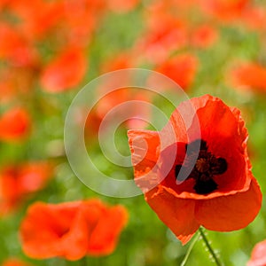 Red poppies