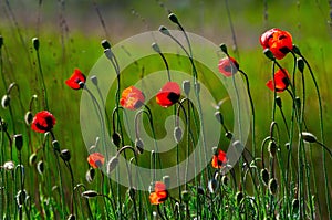 Red poppies