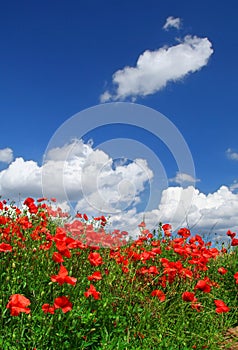 Red poppies