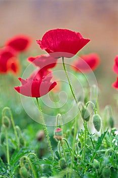 Red poppies