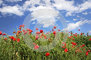 Red poppies