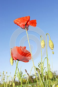 Red poppies