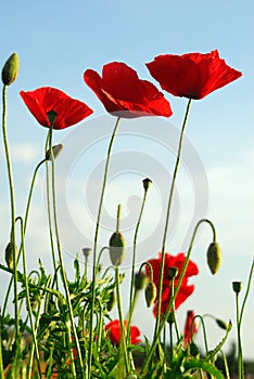 Red poppies