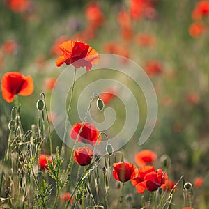 Red poppies