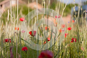 Red poppies