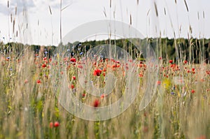 Red poppies