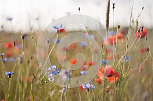 Red poppies