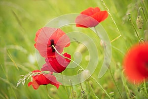 Red poppies