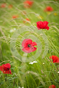 Red poppies