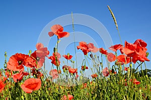 Red poppies against the blue sky photo