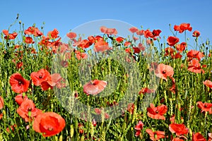 Red poppies against the blue sky photo