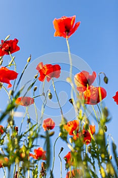 Red poppies against blue sky at sunne day, shoot from below.